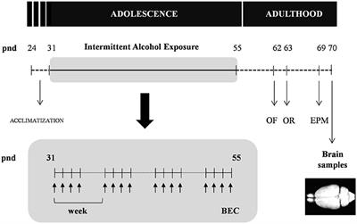 Effects of Intermittent Alcohol Exposure on Emotion and Cognition: A Potential Role for the Endogenous Cannabinoid System and Neuroinflammation